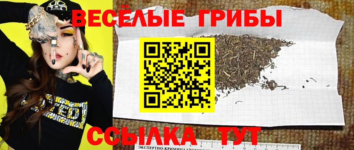 Псилоцибиновые грибы Psilocybe Заинск